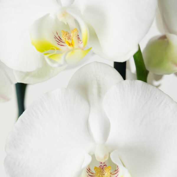 Phalaenopsis Wit 6