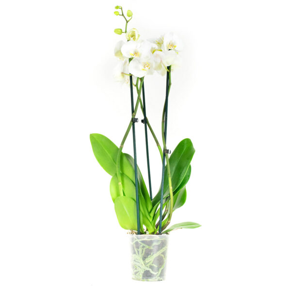 Phalaenopsis Wit 7