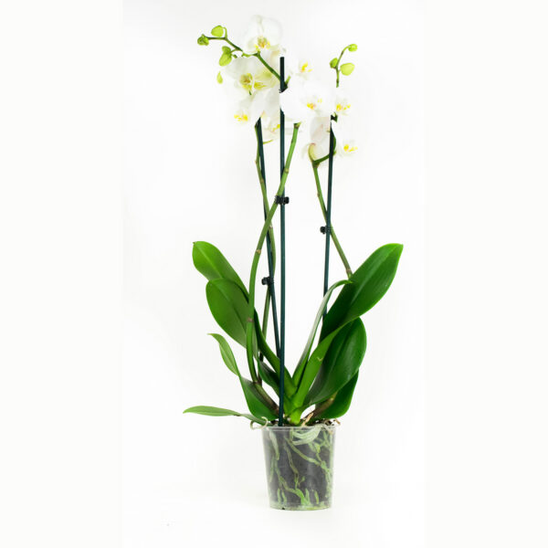 Phalaenopsis Wit 9