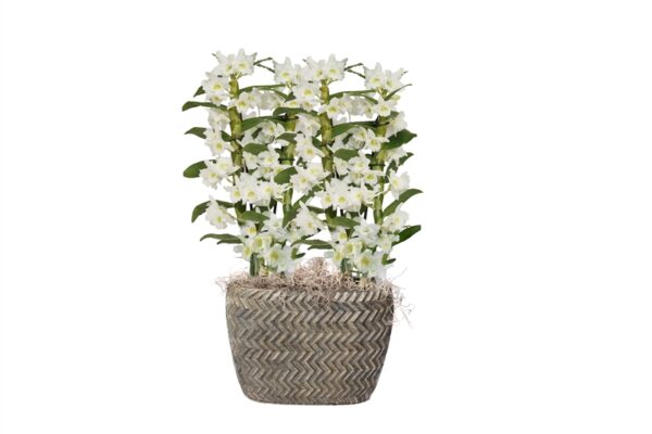 Ovaal Tire Dendr Nobile Apollon 5 Orchidee-kopen.nl
