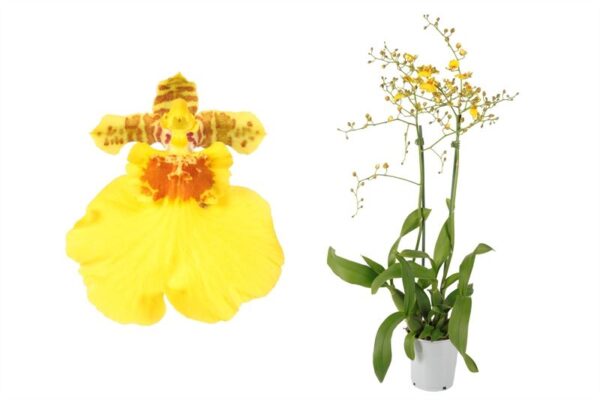 Oncidium Munsterland Stern 5 Orchidee-kopen.nl