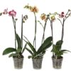 Phal Special Mix 2T14+ 1