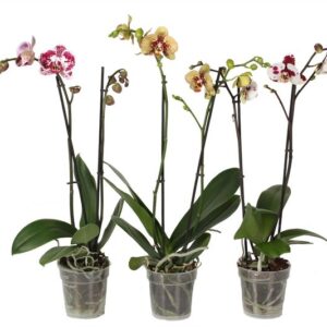 Phal Special Mix 3 stuks