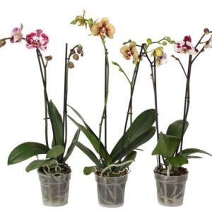 Phal Special Mix 2T14+