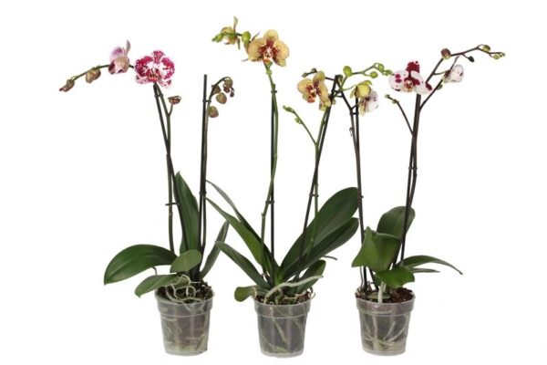 Phal Special Mix 2T14+ 5