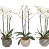 Wave Mix Phal Wit 3T18+ 1