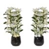 Rhonda Gold/Silver Dendr Nobile Apollon 2T18+ 1