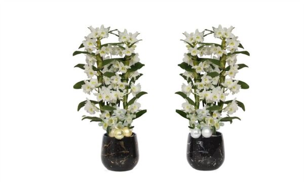 Rhonda Gold/Silver Dendr Nobile Apollon 2T18+
