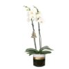 Dolomite Horizon Black Phal Wit 2T14+ 3