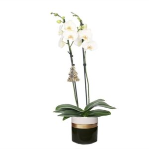 Dolomite Horizon Black Phal Wit 2T14+