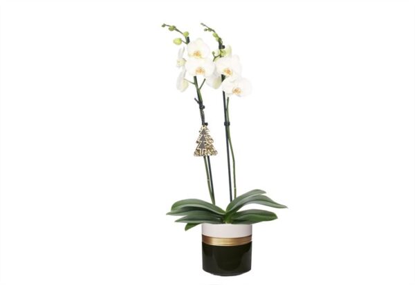 Dolomite Horizon Black Phal Wit 2T14+