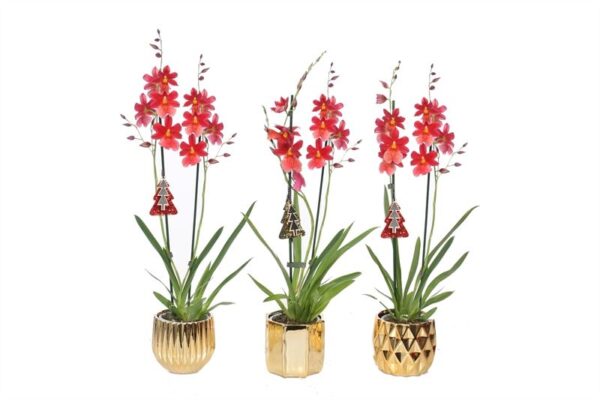 Dolomite Mix Gold Cambria Nelly Isler 2T16+