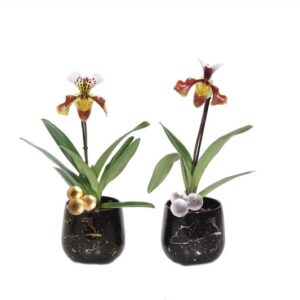 Rhonda Gold/Silver Paphiopedilum USA 2 stuks