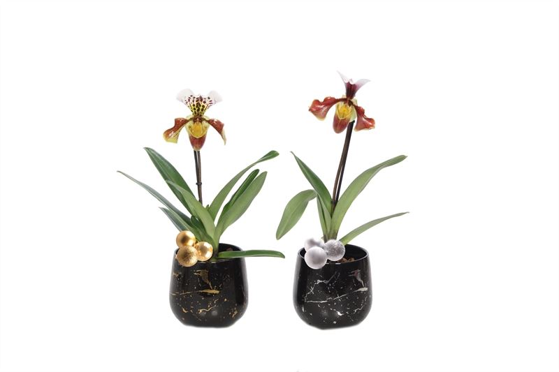 Rhonda Gold/Silver Paphiopedilum Usa 2 Stuks 1