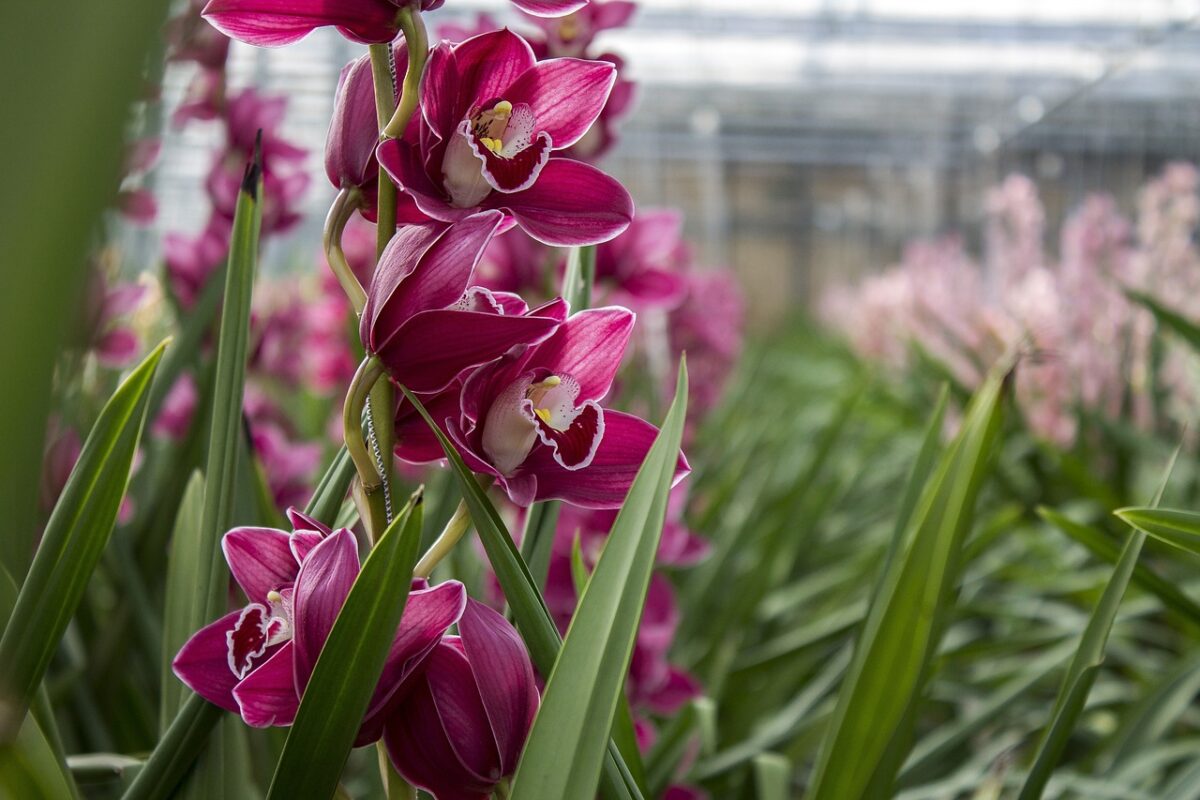 Je Bekijkt Nu Orchidee Kwekerij Voor Particulieren