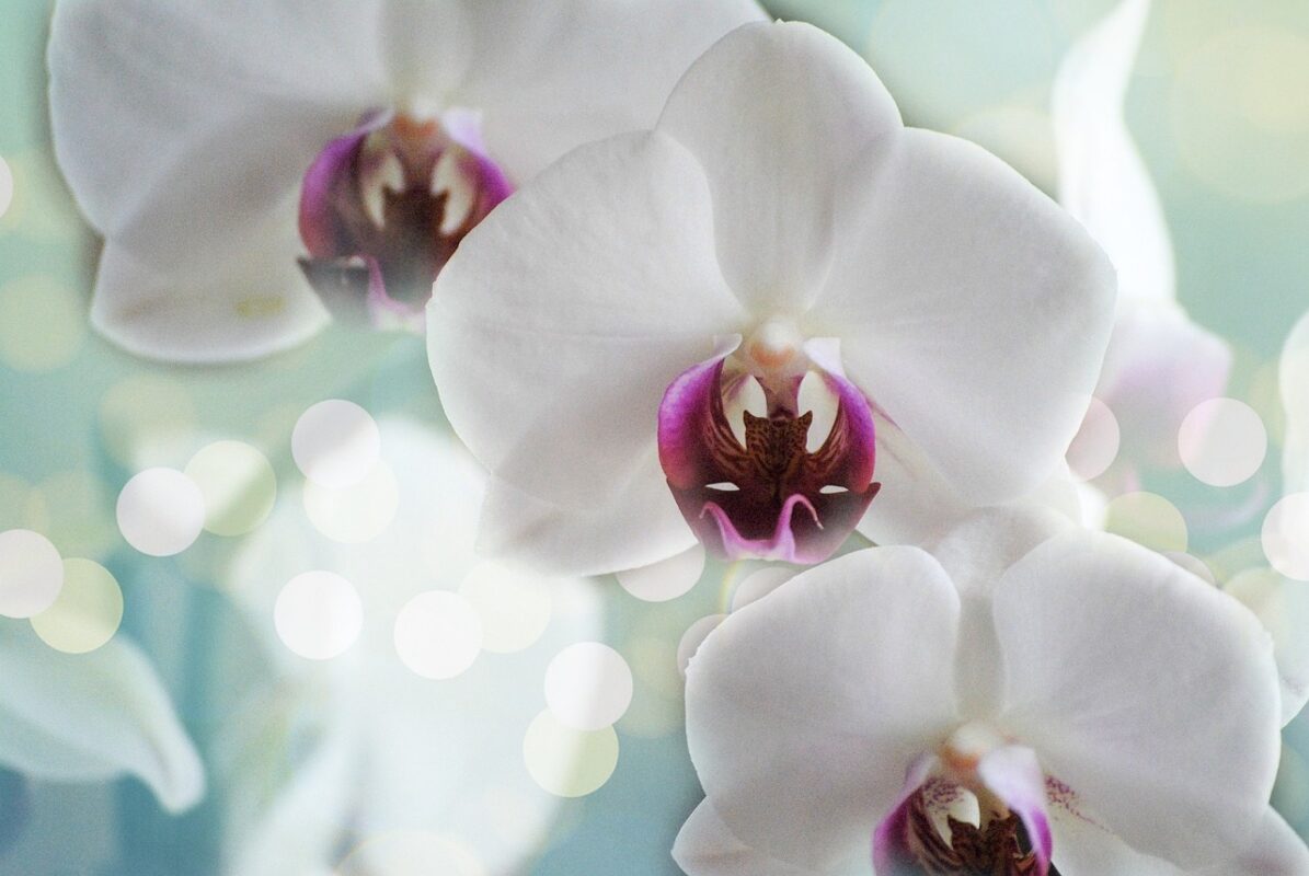 Je bekijkt nu Verse orchideeën: hoe je kunt zorgen voor een langere levensduur