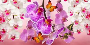 Lees meer over het artikel Waarom orchideeën de beste keuze zijn als bloeiende plant