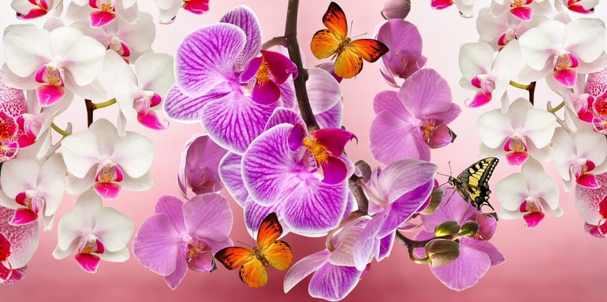 Je bekijkt nu Waarom orchideeën de beste keuze zijn als bloeiende plant