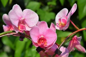 Lees Meer Over Het Artikel Online Orchideeën Bestellen