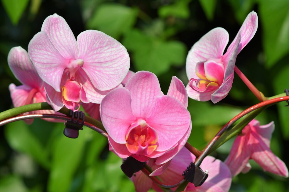 Je Bekijkt Nu Online Orchideeën Bestellen