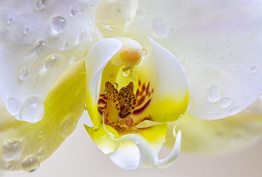 orchidee-aanbieding