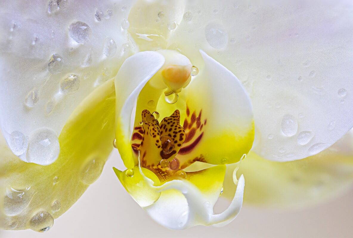 Je bekijkt nu Orchidee aanbieding: waarom goedkoop duurkoop kan zijn