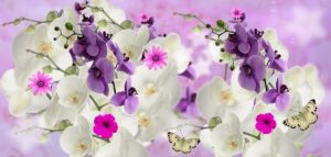 Lees meer over het artikel Orchidee laten bezorgen