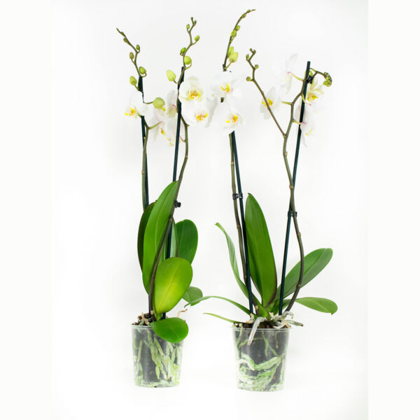 Phalaenopsis Springtime 5