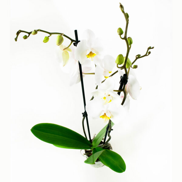 Phalaenopsis Springtime - Afbeelding 3