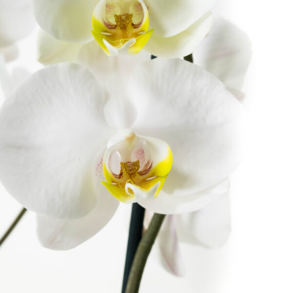 Phalaenopsis Springtime - Afbeelding 4