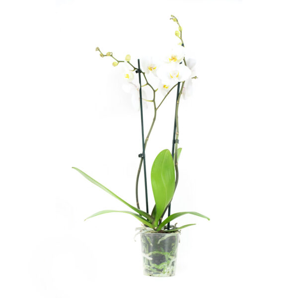 Phalaenopsis Springtime - Afbeelding 5