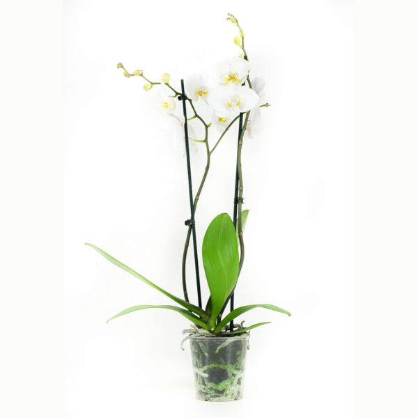 Phalaenopsis Springtime - Afbeelding 6