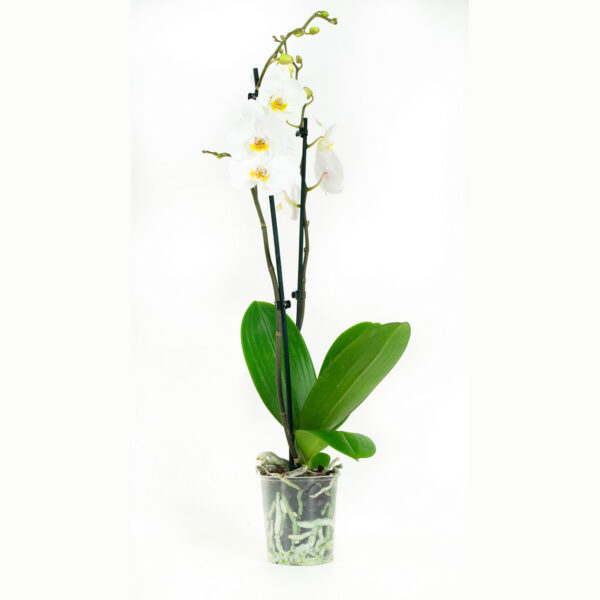 Phalaenopsis Springtime - Afbeelding 7