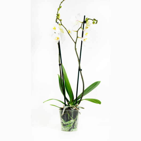 Phalaenopsis Springtime - Afbeelding 8