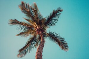 Lees meer over het artikel De tropische pracht van palmbomen