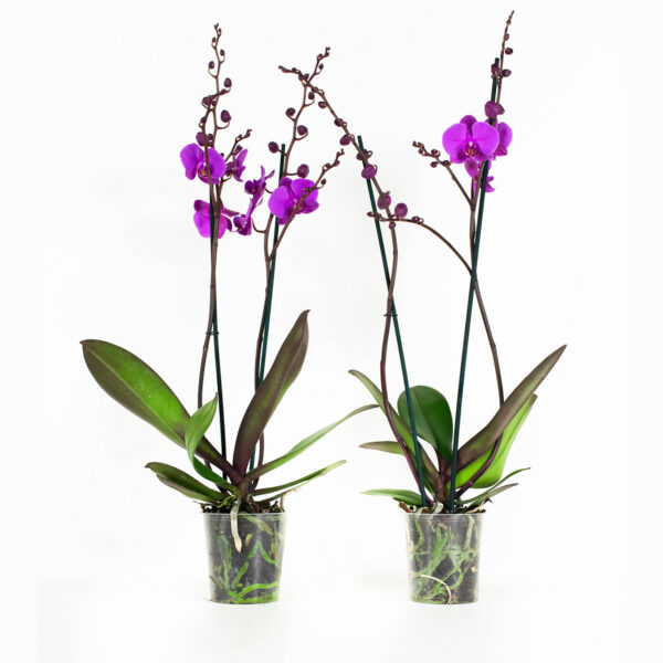 Phalaenopsis Atlantis