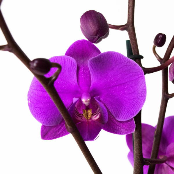 Phalaenopsis Atlantis - Afbeelding 4