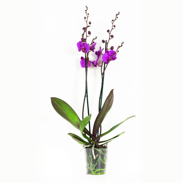 Phalaenopsis Atlantis - Afbeelding 5