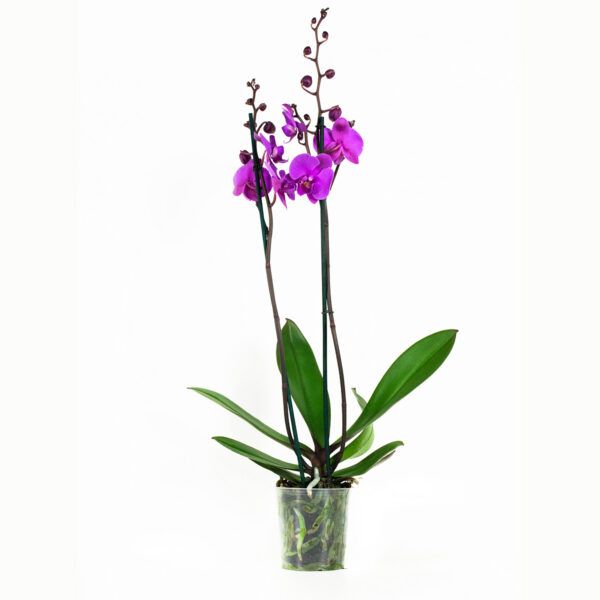 Phalaenopsis Atlantis - Afbeelding 6