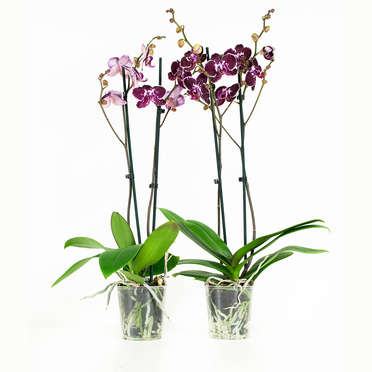 Phalaenopsis Chien Xen Pearl 1