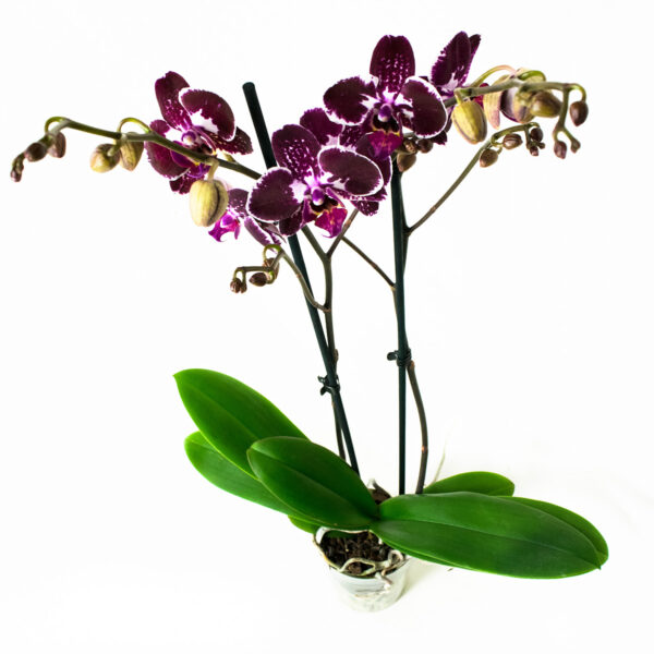 Phalaenopsis Chien Xen Pearl - Afbeelding 3