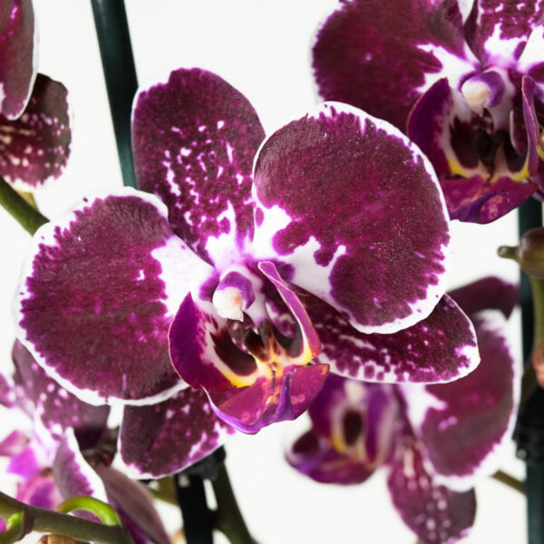 Phalaenopsis Chien Xen Pearl - Afbeelding 4