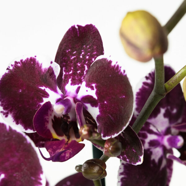 Phalaenopsis Chien Xen Pearl - Afbeelding 5