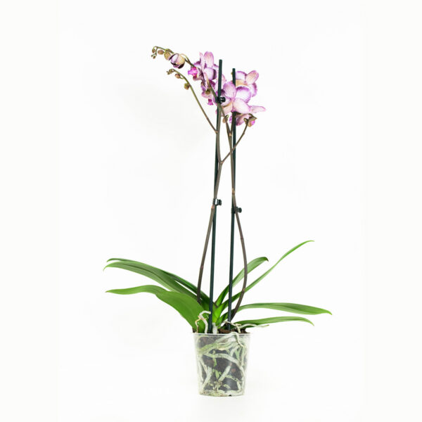 Phalaenopsis Chien Xen Pearl - Afbeelding 8