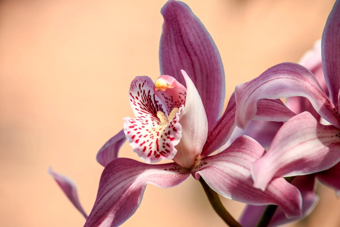 Lees meer over het artikel Orchideeën: het perfecte cadeau voor ouderen