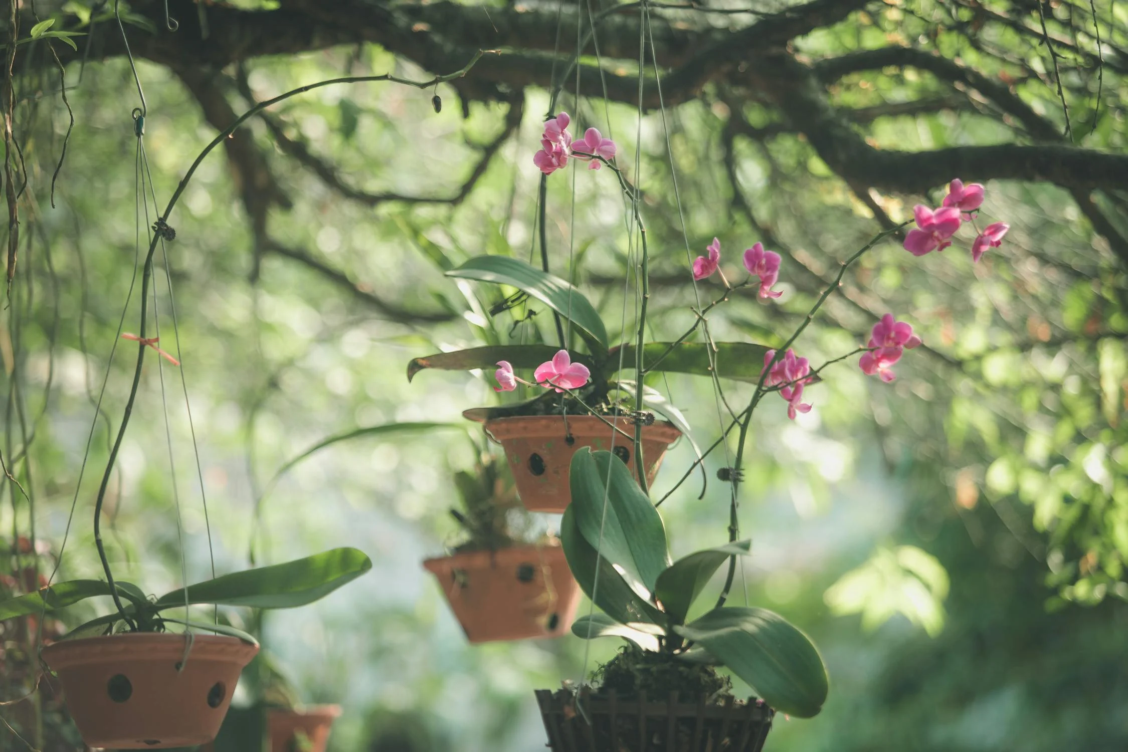 Lees meer over het artikel Hoe je je tuin leuk kan inrichten met orchideeën en de juiste tuinmeubelen