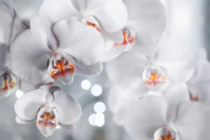 Lees meer over het artikel Hoe kun je het best orchideeën planten