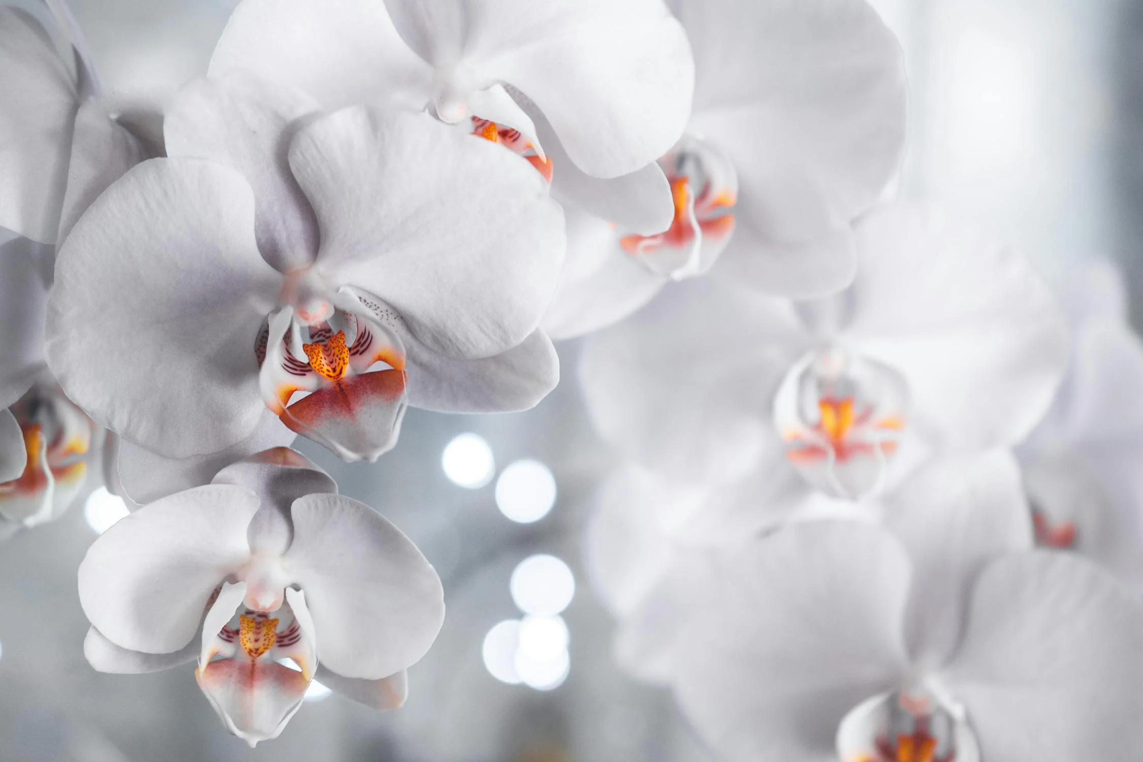 Lees meer over het artikel Hoe kun je het best orchideeën planten