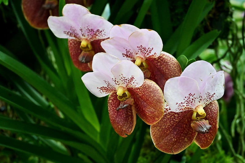 Lees meer over het artikel Verleidelijk, verboden en vol mysterie: orchideeën in de popcultuur