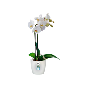 Elho Sereh pot 60 cm antraciet